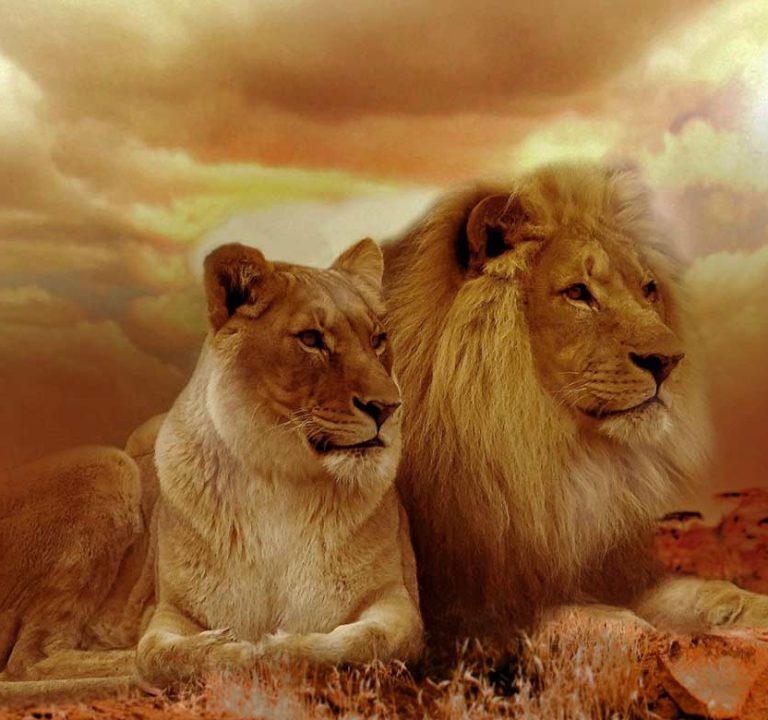 Pair of Adult Lions