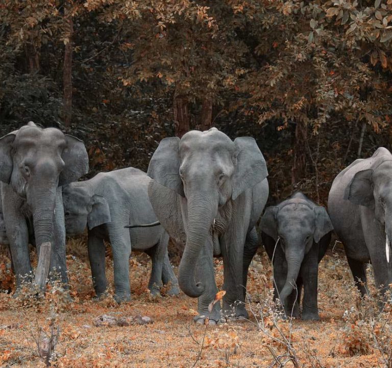 Elephants in Park